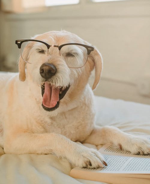 dog wearing glasses image