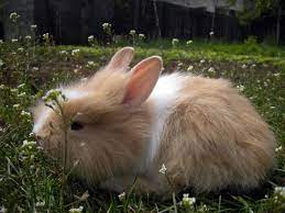 angora rabbit