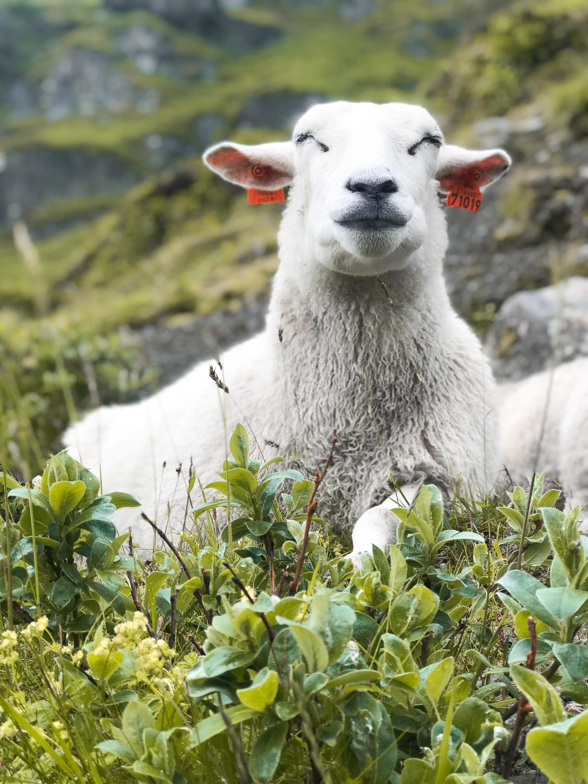 Image of a sheep in a field