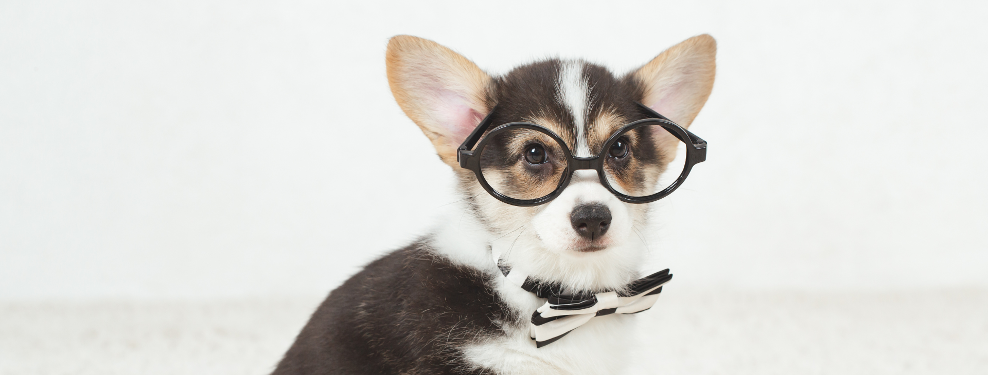 Dog in glasses hero