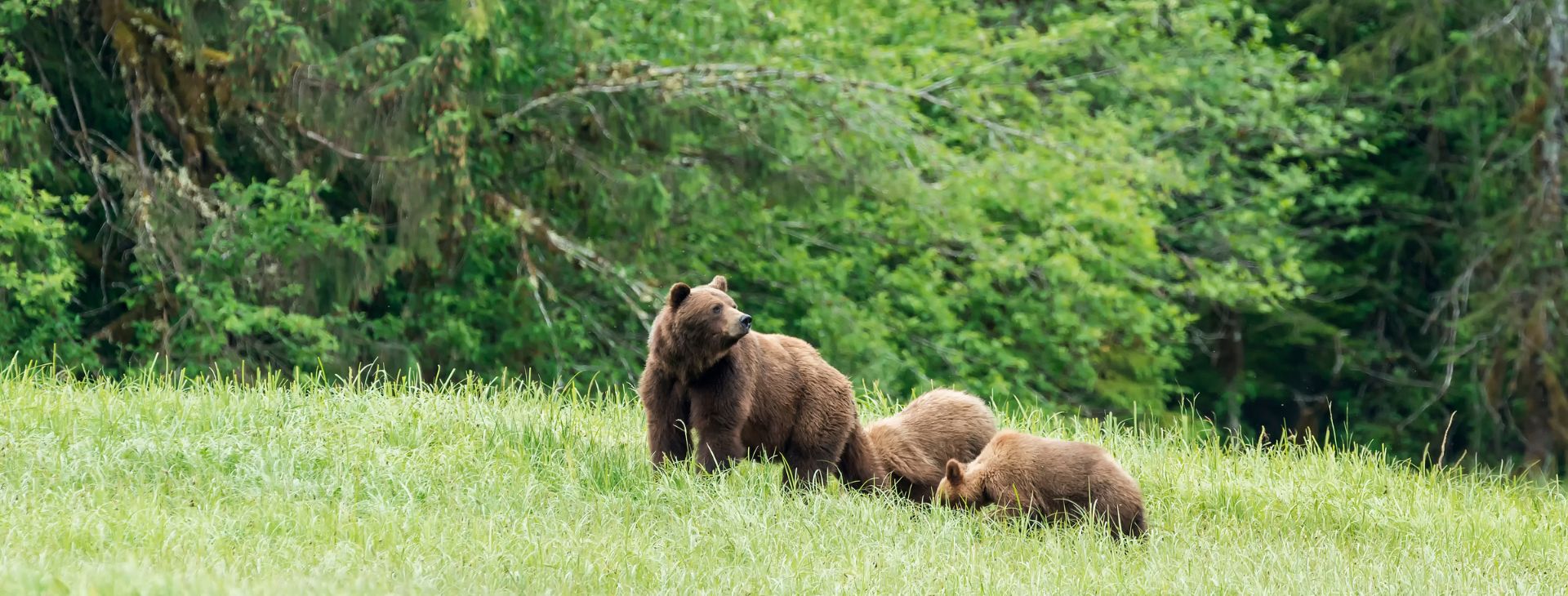 grizzly bear